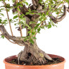 Prunus cerasifera - B5154