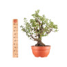 Prunus cerasifera - B5154