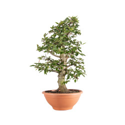 Carpinus betulus - B5155