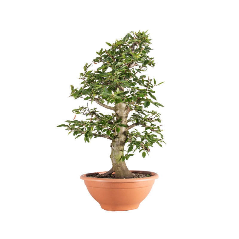 Carpinus betulus - B5155