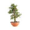 Carpinus betulus - B5155