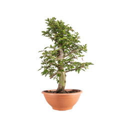 Carpinus betulus - B5155
