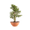 Carpinus betulus - B5155