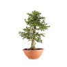 Carpinus betulus - B5155