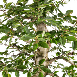 Carpinus betulus - B5155