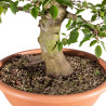 Carpinus betulus - B5155