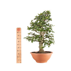 Carpinus betulus - B5155