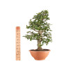 Carpinus betulus - B5155