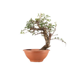 Crataegus monogyna - B5157