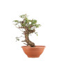 Crataegus monogyna - B5157