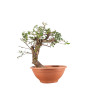 Crataegus monogyna - B5157
