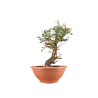 Crataegus monogyna - B5157