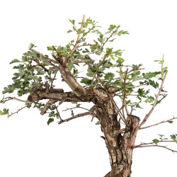 Crataegus monogyna - B5157