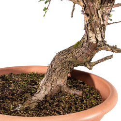 Crataegus monogyna - B5157