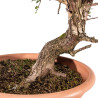 Crataegus monogyna - B5157