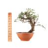 Crataegus monogyna - B5157