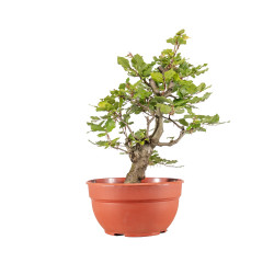 Fagus sylvatica - B5158