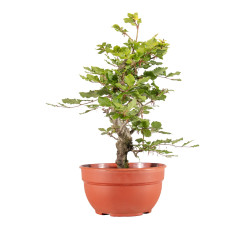 Fagus sylvatica - B5158