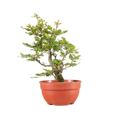 Fagus sylvatica - B5158