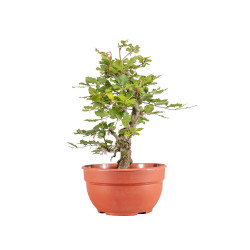 Fagus sylvatica - B5158