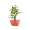 Fagus sylvatica - B5158