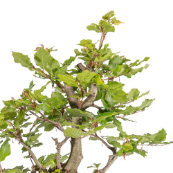 Fagus sylvatica - B5158