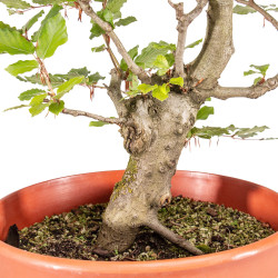 Fagus sylvatica - B5158