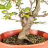 Fagus sylvatica - B5158