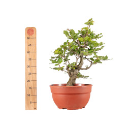 Fagus sylvatica - B5158