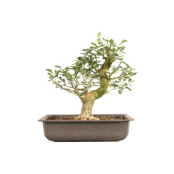 Euonymus spp. - B5159