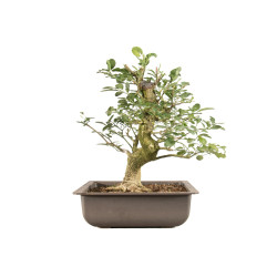 Euonymus spp. - B5159