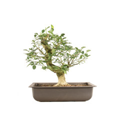 Euonymus spp. - B5159