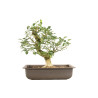 Euonymus spp. - B5159