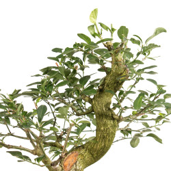 Euonymus spp. - B5159