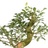 Euonymus spp. - B5159
