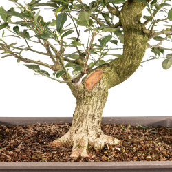 Euonymus spp. - B5159