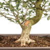 Euonymus spp. - B5159