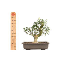 Euonymus spp. - B5159