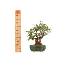 Malus Everest - B5165