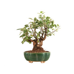 Malus Everest - B5165