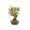 Malus Everest - B5165