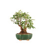 Malus Everest - B5165