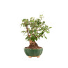 Malus Everest - B5165