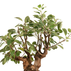 Malus Everest - B5165