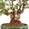 Malus Everest - B5165