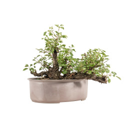 Prunus mahaleb - B5171