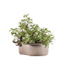 Prunus mahaleb - B5171