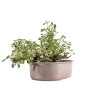 Prunus mahaleb - B5171