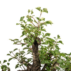 Prunus mahaleb - B5171