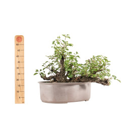 Prunus mahaleb - B5171